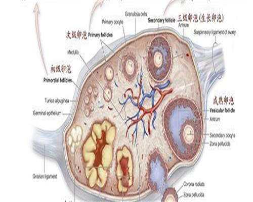 Q克氏综合征影响寿命吗？